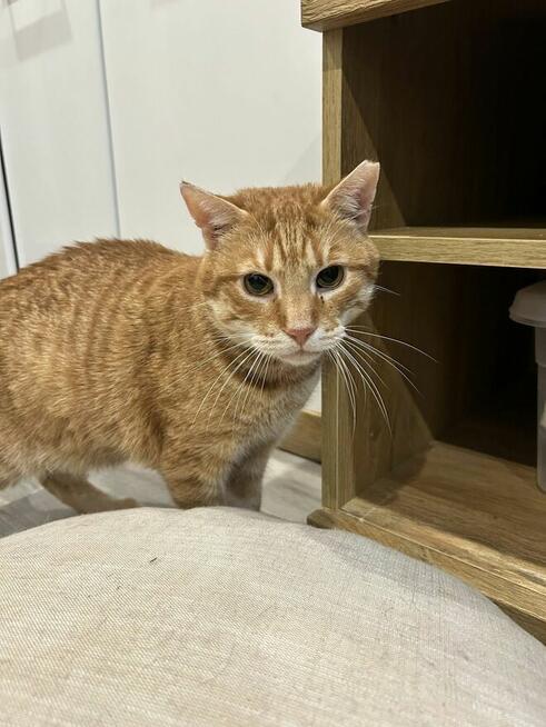 Kotek Cheddar grzecznosciowo -aktualne