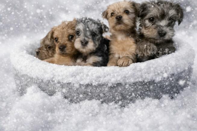 Oddam yorka szczeniaka