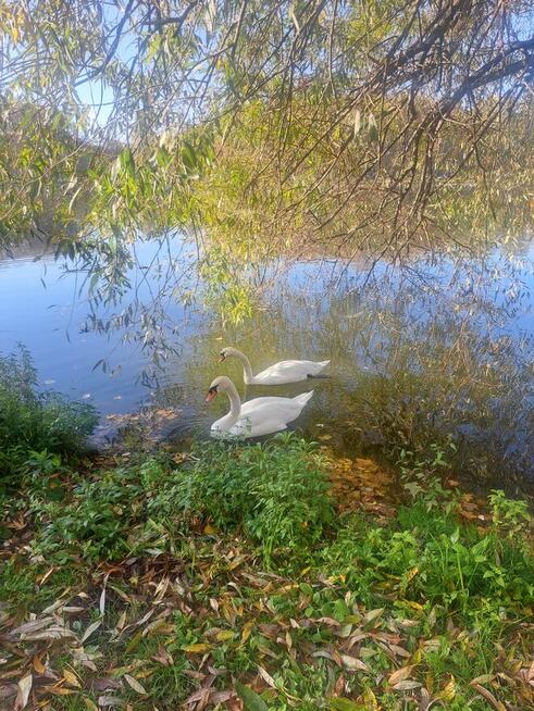 Dom blisko natury Oksa ul .Modrzewiowa