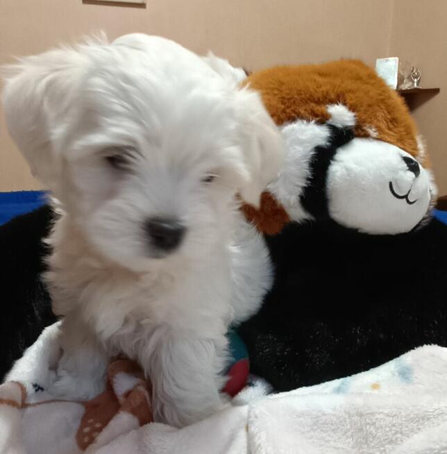 Maltańczyk, śliczny piesek