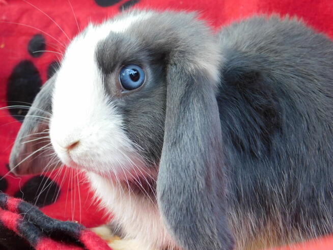 Mini lop