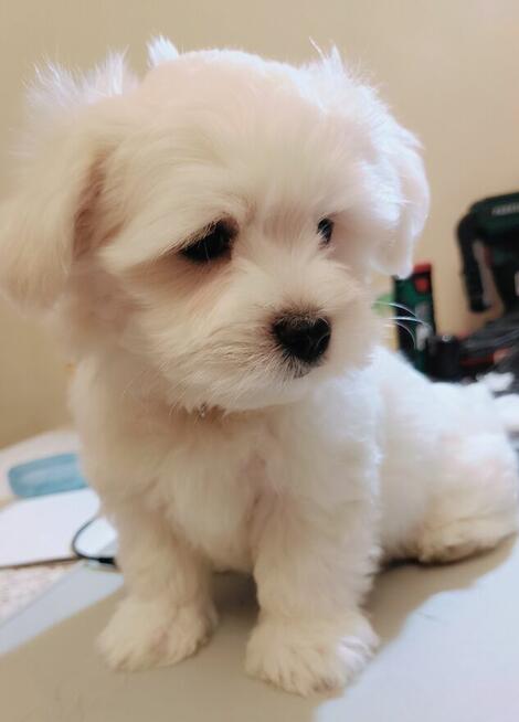 Maltańczyk, cudny chłopiec