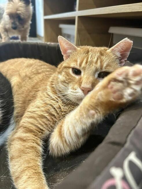 Kotek Cheddar grzecznosciowo -aktualne