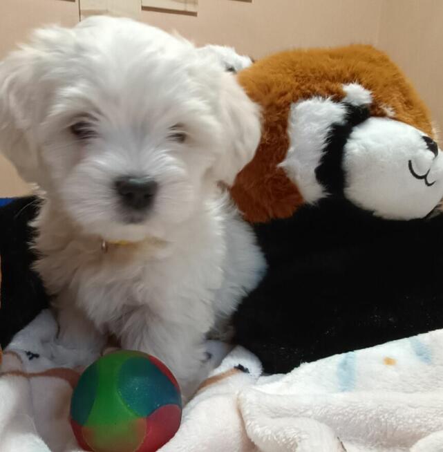 Maltańczyk, cudny chłopiec