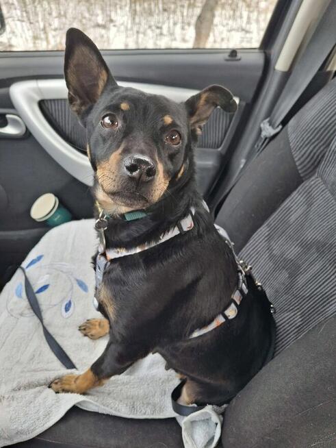 Mała ZUZIA czeka na dom