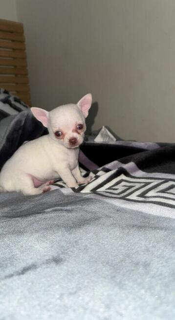 Szczeniaki chihuahua do adopcji.