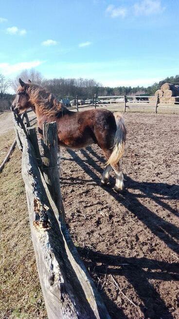 Sprzedam ogierka zimnokwistego