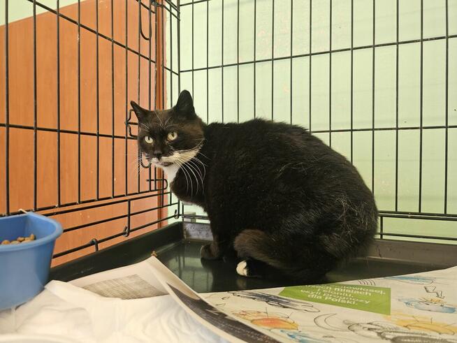 Łagodna koteczka pilnie potrzebuje domku!