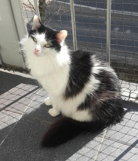 Słodziaki z dłuższym futerkiem, 12 mies.