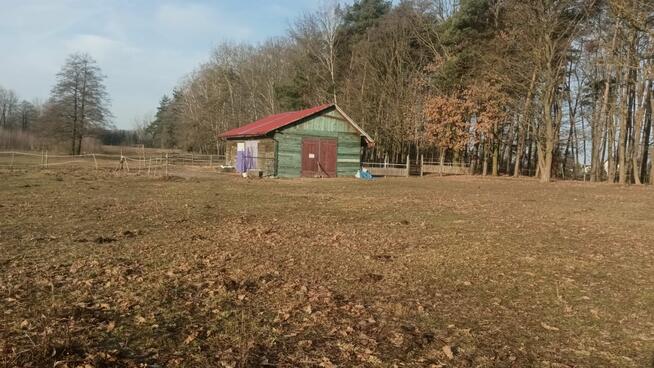 Stajnia wolnowybiegowa nawyłączność 30mi do Warszawy k.Żyrad