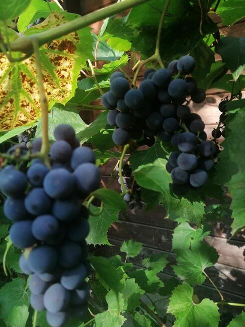 Oaza spokoju w środku miasta.