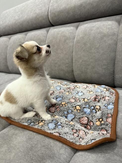 Piesek Chihuahua gotowy do odbioru