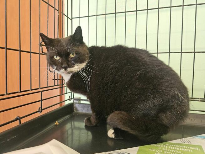 Łagodna koteczka pilnie potrzebuje domku!