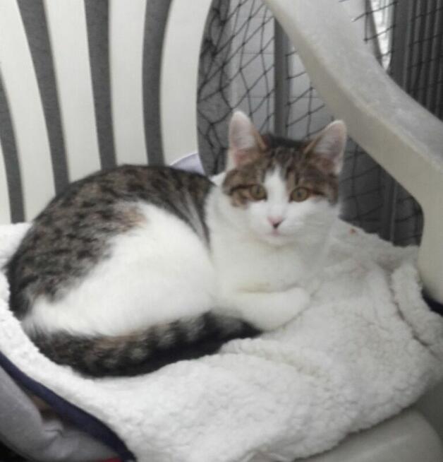 Najlepszy przyjaciel dla Twojego kotka