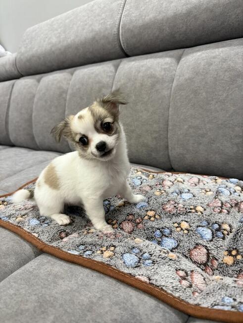 Piesek Chihuahua gotowy do odbioru
