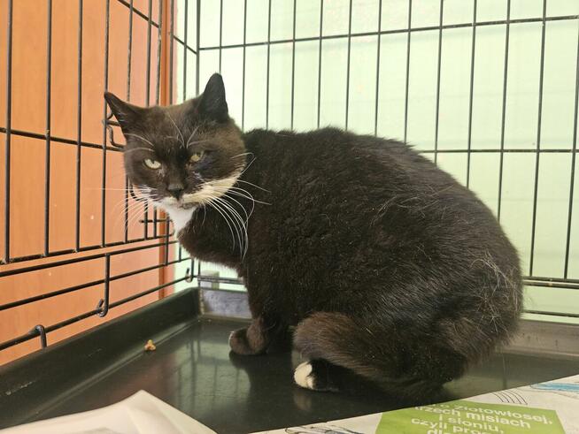 Łagodna koteczka pilnie potrzebuje domku!