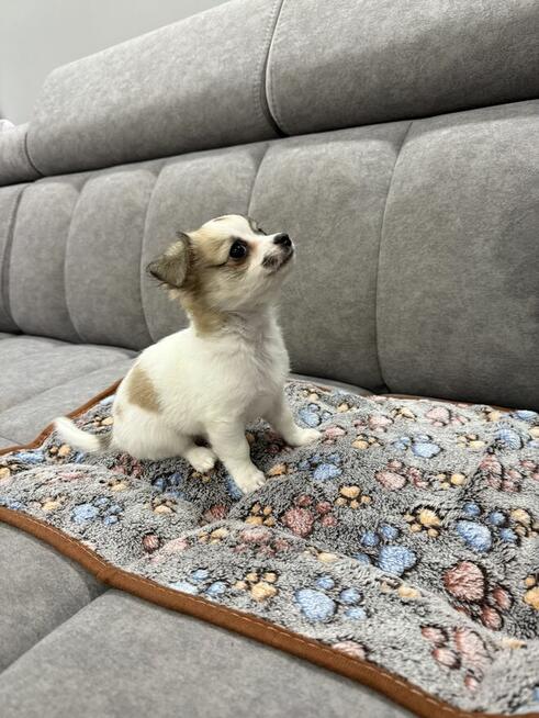 Piesek Chihuahua gotowy do odbioru