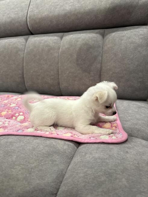 Suczka Chihuahua gotowa do odbioru