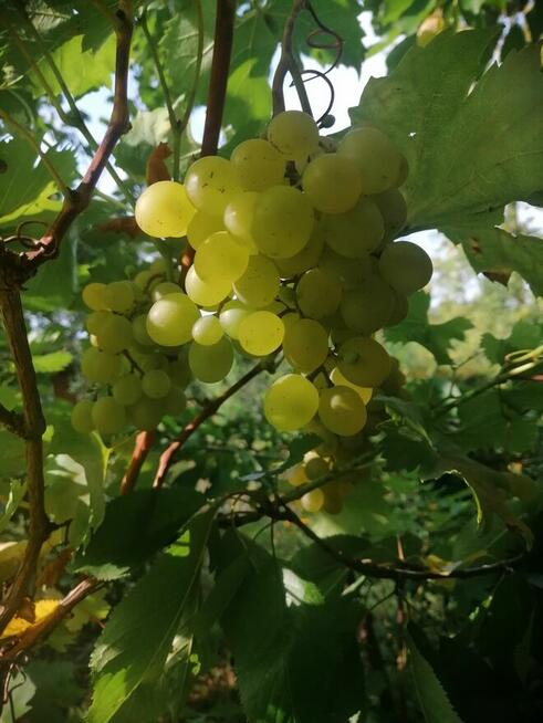 Oaza spokoju w środku miasta.