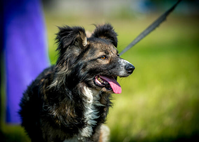 FALKO szuka przyjaciela