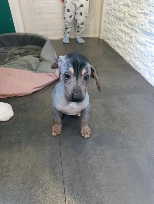 Nagi pies peruwiański