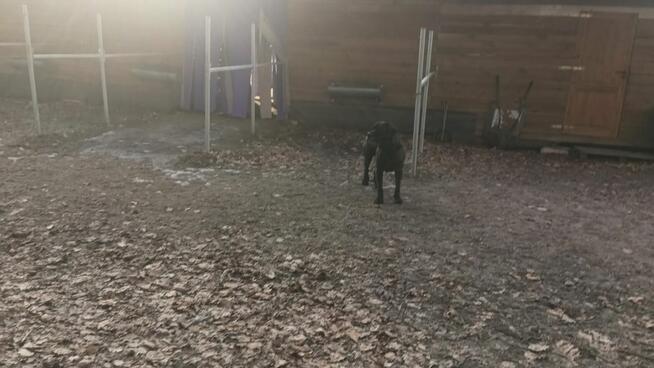 Stajnia wolnowybiegowa nawyłączność 30mi do Warszawy k.Żyrad