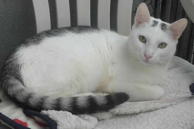 Najlepszy przyjaciel dla Twojego kotka