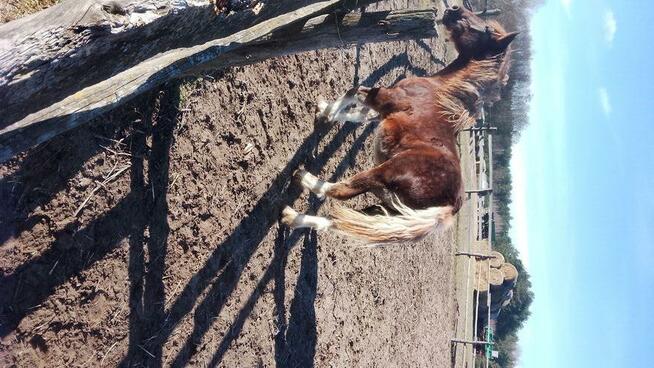 Sprzedam ogierka zimnokwistego