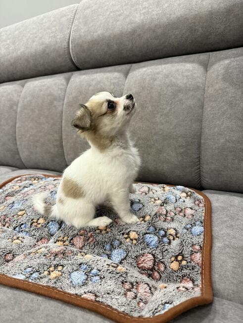 Piesek Chihuahua gotowy do odbioru