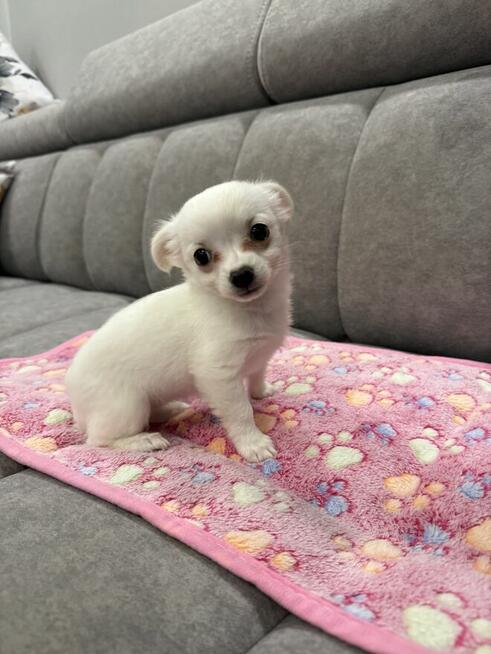 Suczka Chihuahua gotowa do odbioru