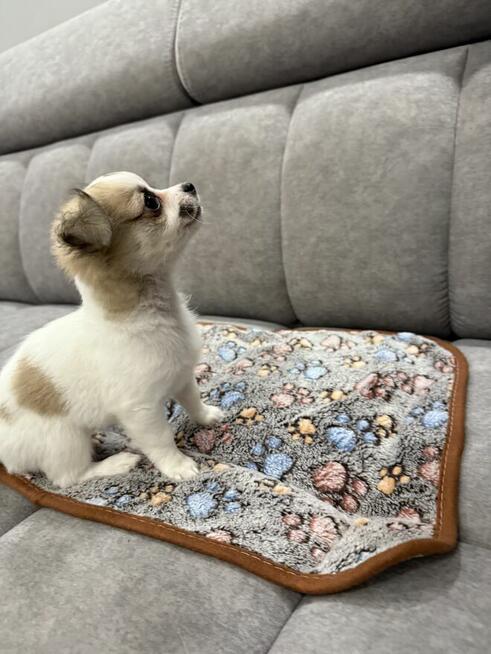 Piesek Chihuahua gotowy do odbioru