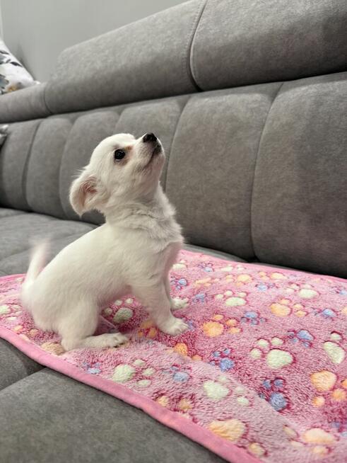 Suczka Chihuahua gotowa do odbioru