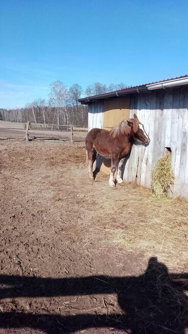 Sprzedam ogierka zimnokwistego
