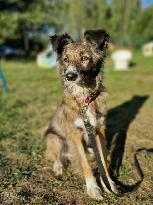 FALKO szuka przyjaciela