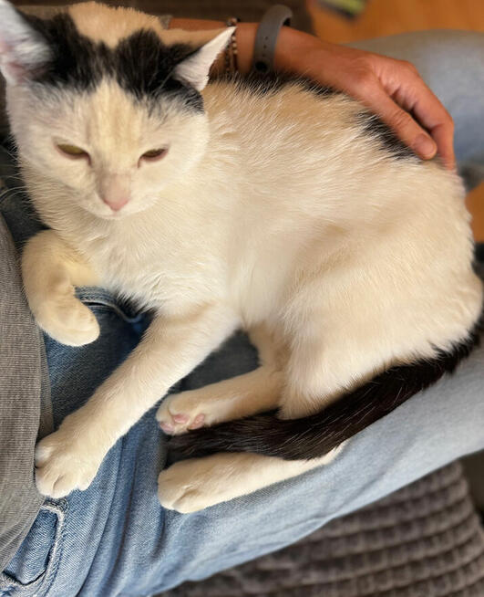 Frania słodka delikatność