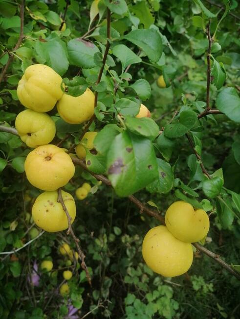 Oaza spokoju w środku miasta.