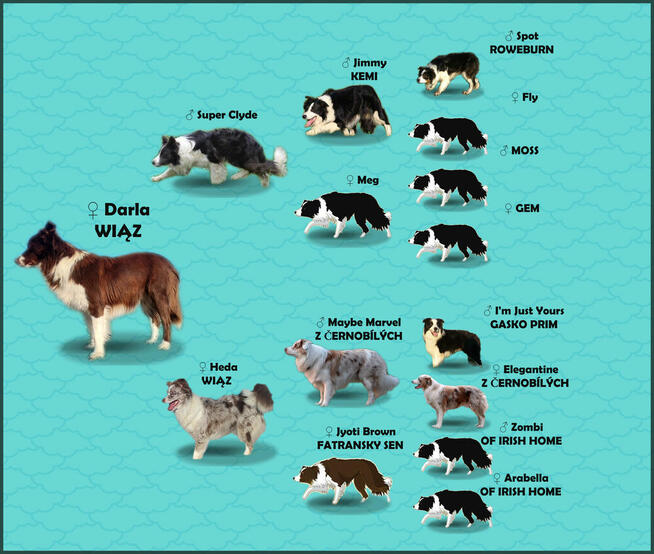 Rasowy Pies Border Collie - TEXAS z pełną dok. z hodowli do