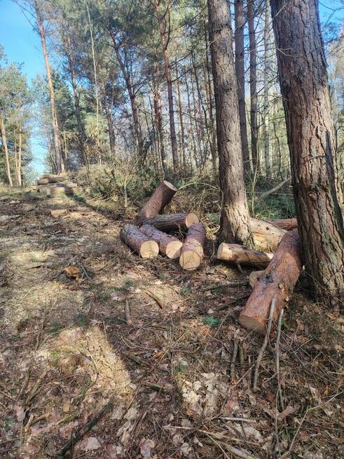 Pomoc przy zwożeniu drewna z lasu