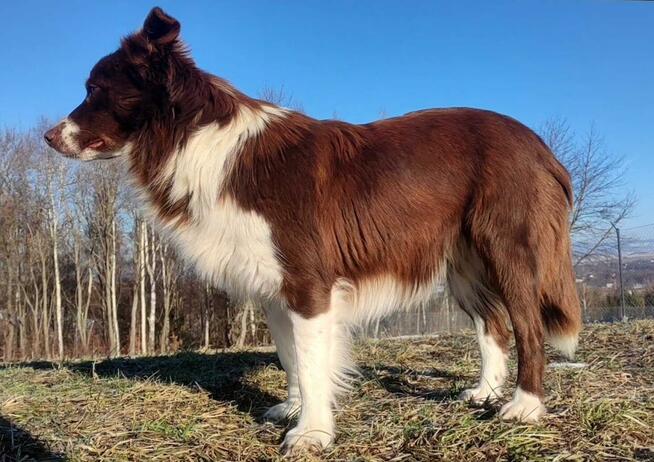 Rasowy Pies Border Collie - TEXAS z pełną dok. z hodowli do