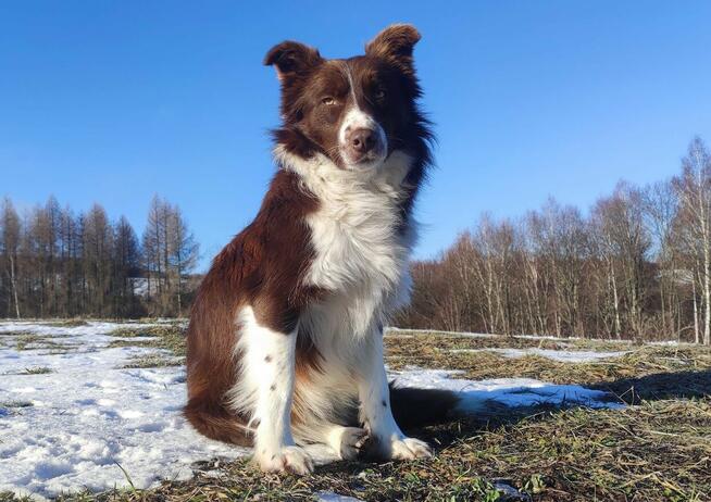 Rasowy Pies Border Collie - TEXAS z pełną dok. z hodowli do