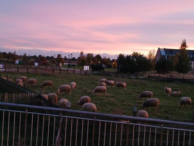Ile miłości, tyle radości / zadowolenia z życia :)