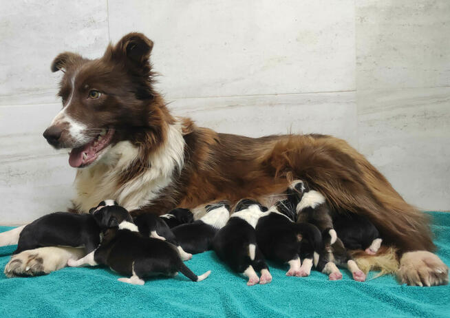 Rasowy Pies Border Collie - TEXAS z pełną dok. z hodowli do