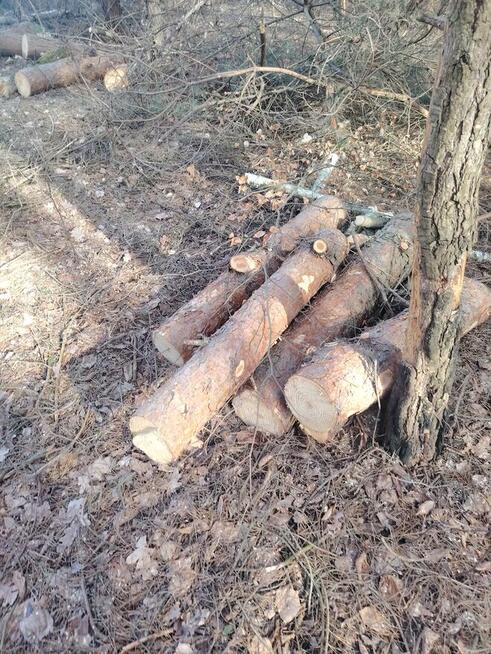 Pomoc przy zwożeniu drewna z lasu