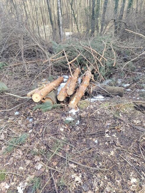 Pomoc przy zwożeniu drewna z lasu