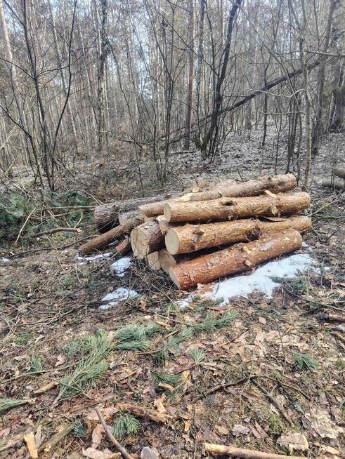 Pomoc przy zwożeniu drewna z lasu