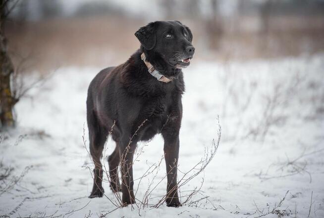 Portos - łagodny, przyjazny psiak w typie labka
