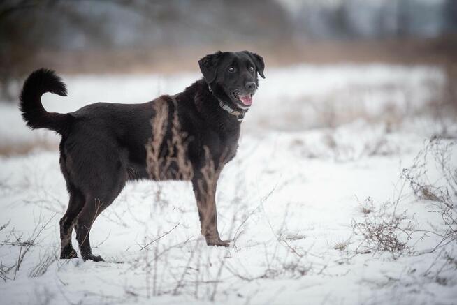 Portos - łagodny, przyjazny psiak w typie labka