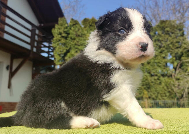 Rasowy Pies Border Collie - TEXAS z pełną dok. z hodowli do