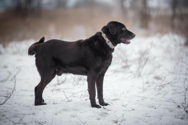 Portos - łagodny, przyjazny psiak w typie labka