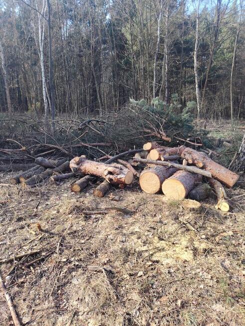 Pomoc przy zwożeniu drewna z lasu